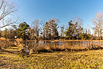Lily pond at historic Rose Hill Plantation, Montgomery, AL. Professional photos and tour by Go2REasssistant.com